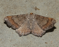 Macaria transitaria
