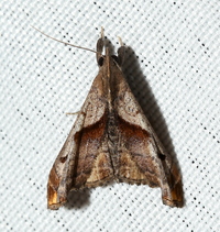 Palthis angulalis