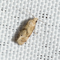 Platphalonidia magdalenae