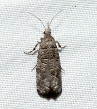 Retinia gemistrigulana