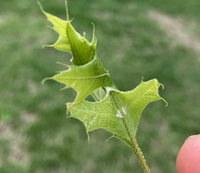 Pandemis limitata