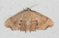 Calledapteryx dryopterata
