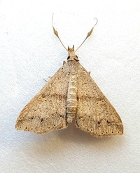 Renia salusalis