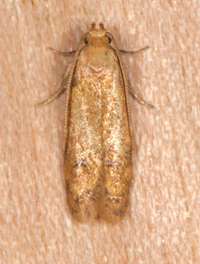 Gerdana caritella