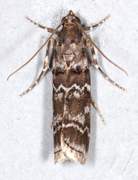 Dioryctria amatella