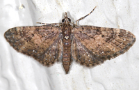 Eupithecia palpata