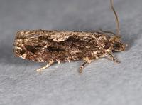 Gretchena amatana