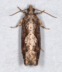Gretchena amatana