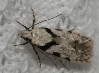 Pseudotelphusa palliderosacella