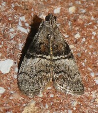 Pococera asperatella