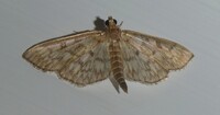 Herpetogramma pertextalis