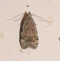Anacampsis conclusella