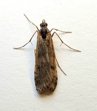 Nomophila nearctica