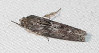 Sciota virgatella