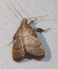 Condylolomia participialis