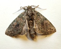 Cecrita biundata