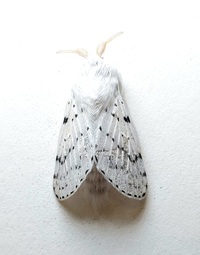 Artace cribrarius