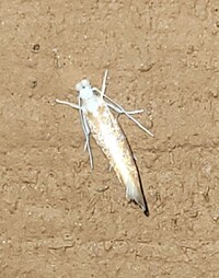 Zelleria retiniella