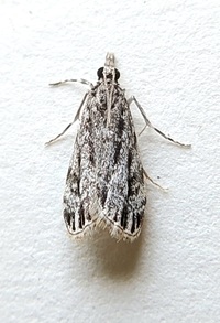 Eudonia strigalis