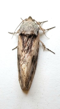 Oedemasia semirufescens