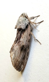 Oedemasia semirufescens