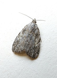 Balsa labecula