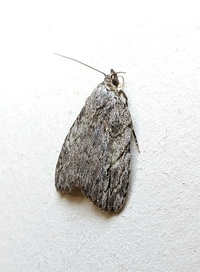 Balsa labecula