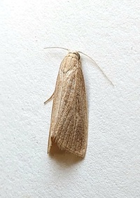Eoreuma densellus