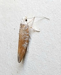 Zelleria retiniella