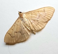 Condylorrhiza vestigialis