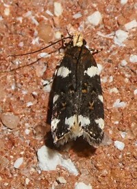 Fascista cercerisella