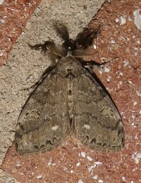 Orgyia leucostigma
