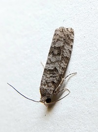 Retinia gemistrigulana