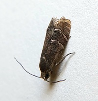 Cydia toreuta