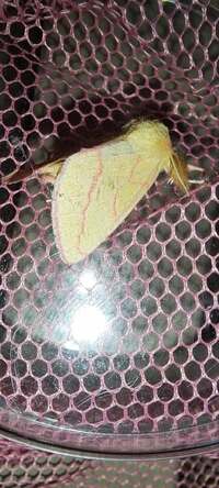 Hyparpax aurora