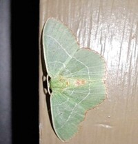 Nemoria saturiba