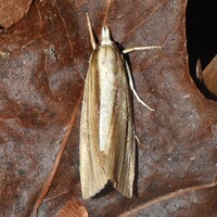 Epina alleni