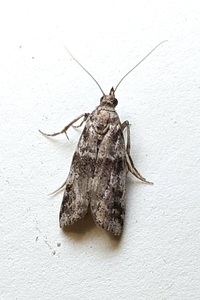 Sciota unidentified species