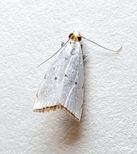 Argyria gonogramma