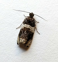 Olethreutes fasciatana