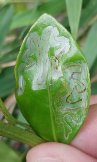 Phyllocnistis New Species one