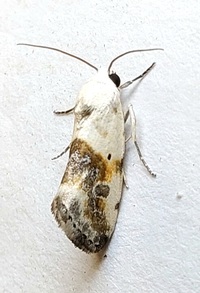 Ponometia candefacta