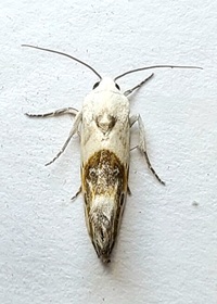 Ponometia candefacta
