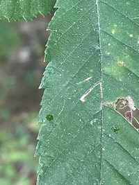Bucculatrix new species 3 - on Ulmus alata