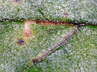 Bucculatrix new species 3 - on Ulmus alata