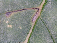 Bucculatrix new species 3 - on Ulmus alata