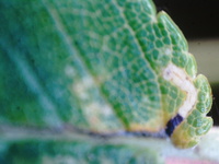 Bucculatrix new species 3 - on Ulmus alata