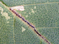 Bucculatrix new species 3 - on Ulmus alata