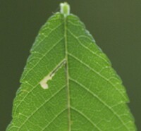 Bucculatrix new species 3 - on Ulmus alata