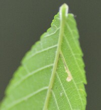 Bucculatrix new species 3 - on Ulmus alata